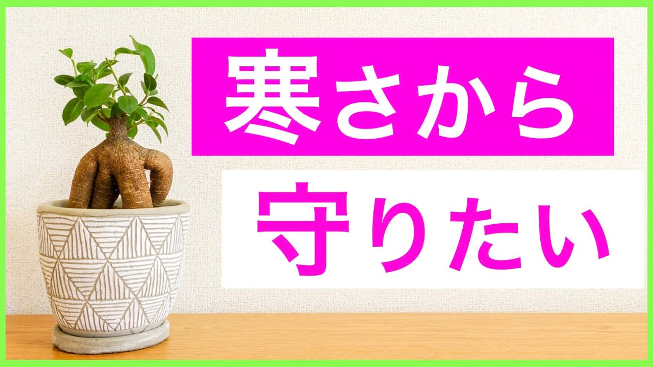 ガジュマル 無事に冬越しさせるポイント3選 観葉植物 Youtube