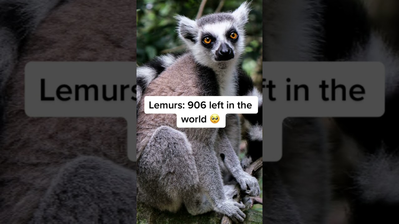 Animals that will be extinct in 2050