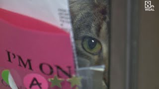 Animals up for adoption at the Harrisburg Humane Society
