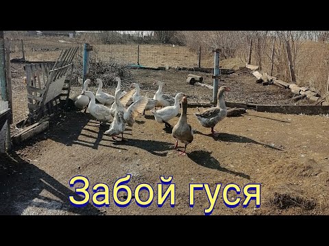 Видео: Убить гуся