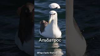 Альбатрос