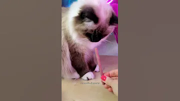 Можно ли кошке изменить имя