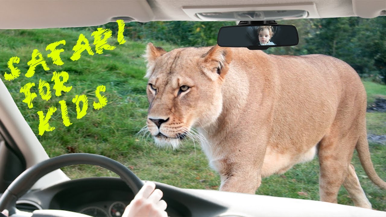 SAFARI WITH KIDS ON THREE CONTINENTS - GIVSKUD ZOO VEJLE DENMARK