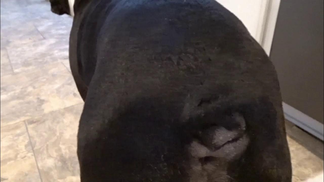 Cleaning my dogs CorkScrew Tail!! YouTube