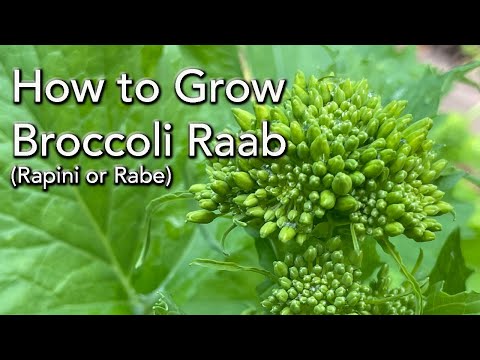วีดีโอ: ดูแลภาชนะที่ปลูกผักชนิดหนึ่ง Rabe - เคล็ดลับในการปลูกผักชนิดหนึ่งในกระถาง