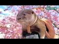 満開の桜の下で「金目鯛の姿造り」をむさぼり食うカワウソたちが野生を忘れてる😂 Lazy Otter vs Hard-working Otter [元ネタ]