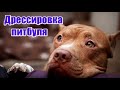 Дрессировка питбуля