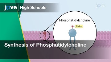 Synthesis of Phosphatidylcholine in the ER Membrane | Cell Bio | Video Textbooks - Preview