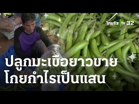 วีดีโอ: ข้อมูลมะเขือม่วง - ชนิดของต้นมะเขือในสวน