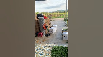 Hoa Cúc Giống Khánh Hòa A NHÀN Đại Đóa Pha Lê Giống Rễ Và Mầm Trồng Chậu Xuất Liên Tỉnh Bắc Nam