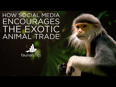 Faunalytics Explains: How Social Media Encourages The Exotic Animal Trade