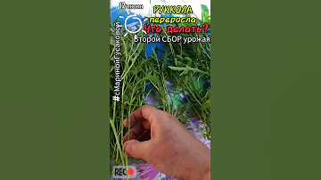 РУКОЛА ОГ 2-ой срез | Как заготовить рукколу впрок #Заготовки на зиму один из способов 🌿12 июня🌿