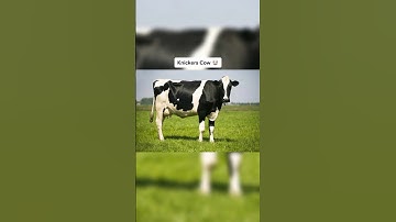 Things That Are Bigger Than You Think (Part 05) #shorts