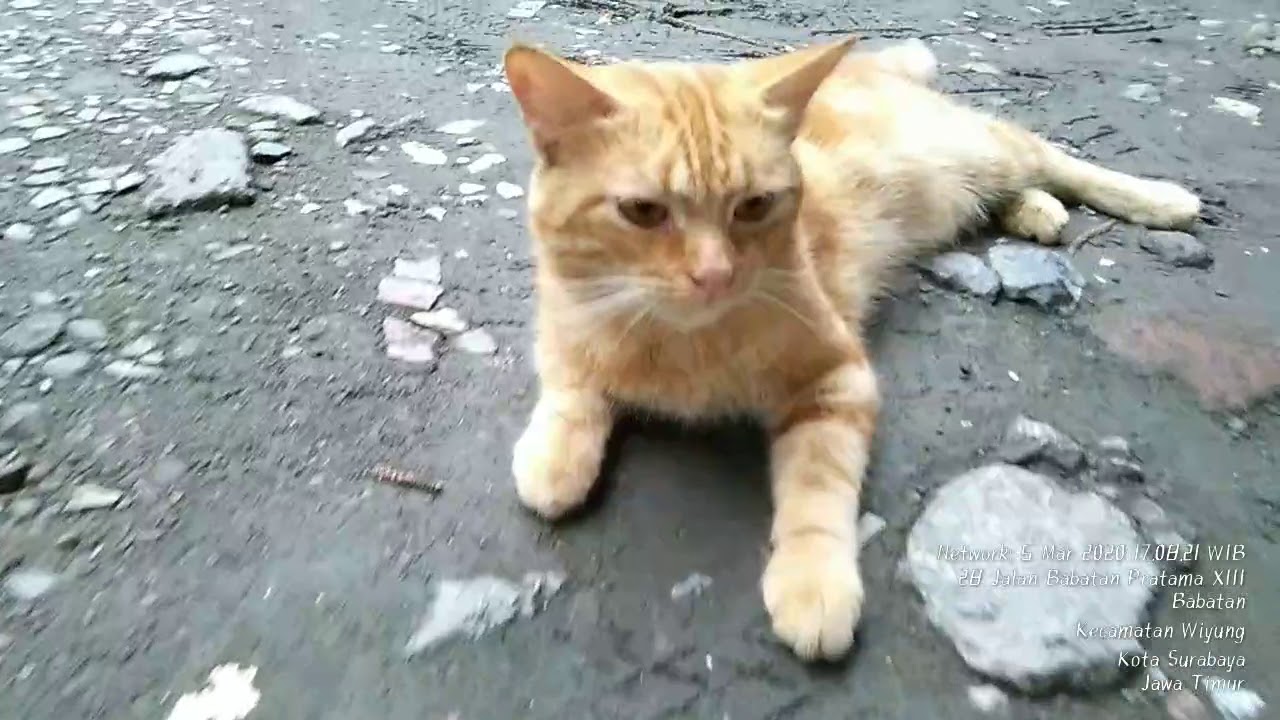  Tingkah kucing lucu   YouTube