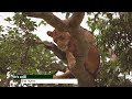 Tree Climbing lions - What you need to Know