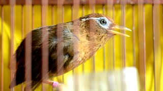 Suara Alam Asli Burung Wambi gacor memanggil Lawan