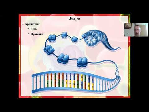 Građa i uloge jedra-Biosoikoslogos