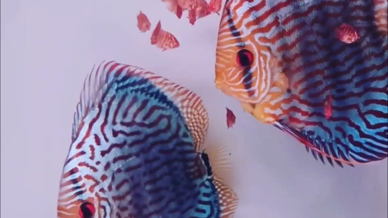 How many eggs do discus lay at a time? YouTube