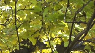 Видео Птичий гомон (RELAX) (автор: Svetlana201121)