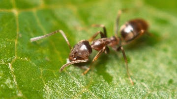 Argentine Ants | The Global Super Colony