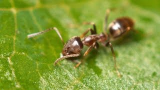 Argentine Ants | The Global Super Colony
