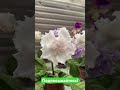 Стрептокарпус нашей селекции DS-2956 #стрептокарпусы