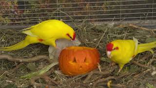 Kakariki  Birds vs Pumpkin, a sweet surprise