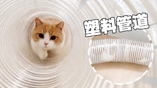 【喵来啦】给猫整了个巨型管道猫咪玩得飞起