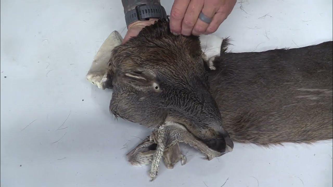 Tanned Whitetail Deer Cape For Sale (7 1/2" x 20") OBT2507 YouTube