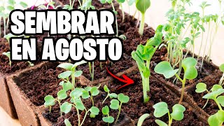 ¿Qué Sembrar en AGOSTO? 🌱 Calendario de Siembra 2025 + Tareas del Mes | La Huerta de Iván