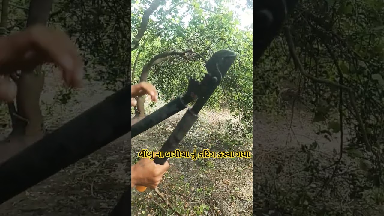 લીંબુડી કટિંગ કરવા ગયા 🍋🍋#gujarati#song #new #viral #song #status #gujarati #status #viral