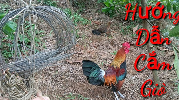 Hướng dẫn cắm giò bẫy gà rừng khi đánh cả trống và mái