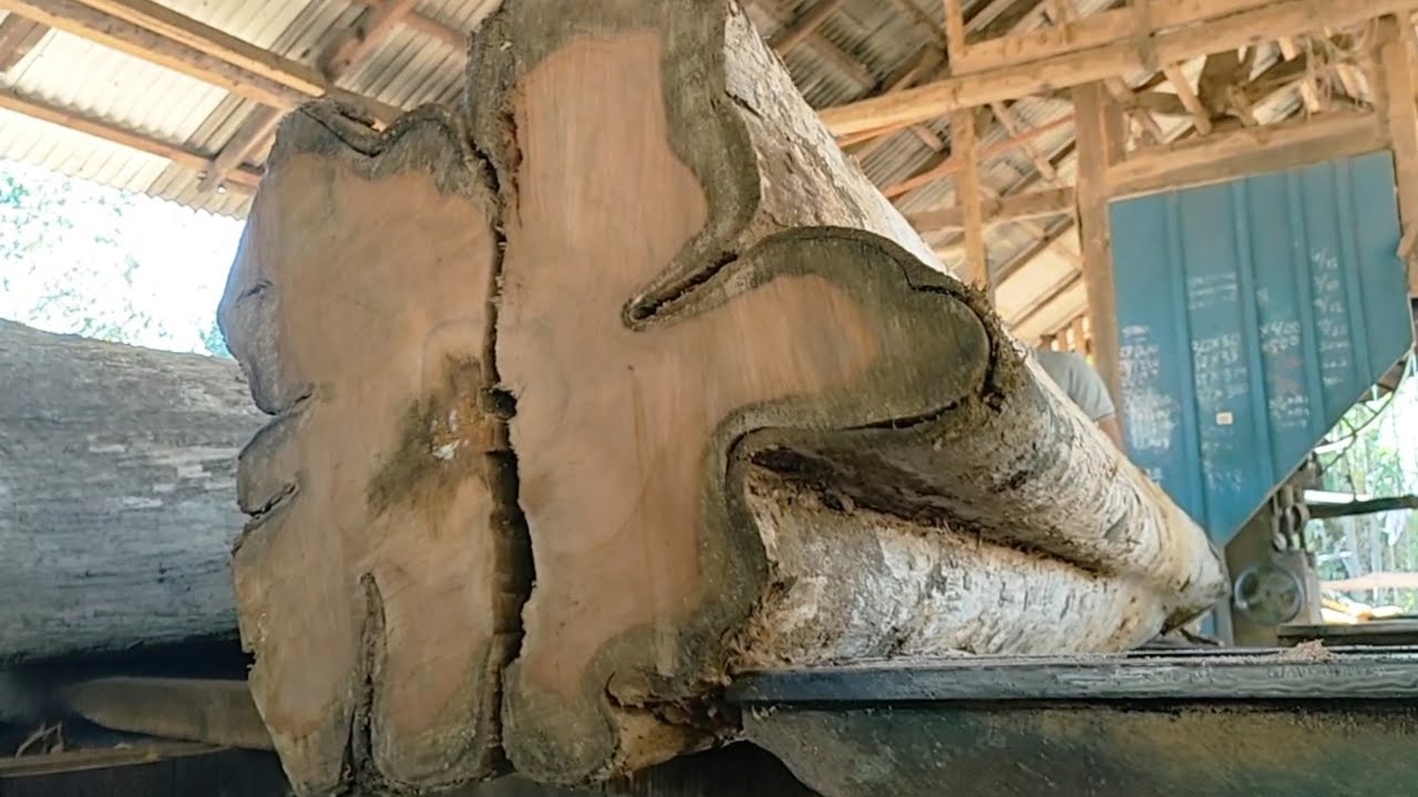 extraordinary skill of sawing jumbo teak logs into quality solid planks ...