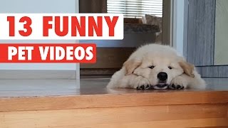 13 Funny Pets Video Compilation 2016