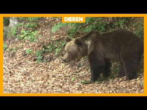 Video: Zijn er beren in Mancelona Michigan?