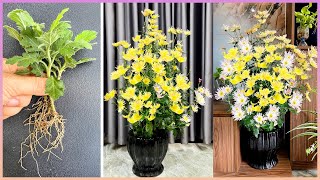 Natural elegance! How to upgrade your space with indoor flower pots by Great Gardening 2,003 views 1 month ago 10 minutes, 2 seconds