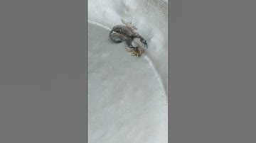 I caught a small scorpion after being bitten#shorts