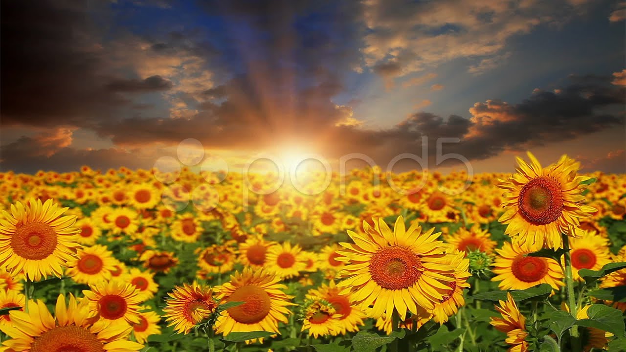 Flowering Sunflowers On A Background Sunset. Stock Footage