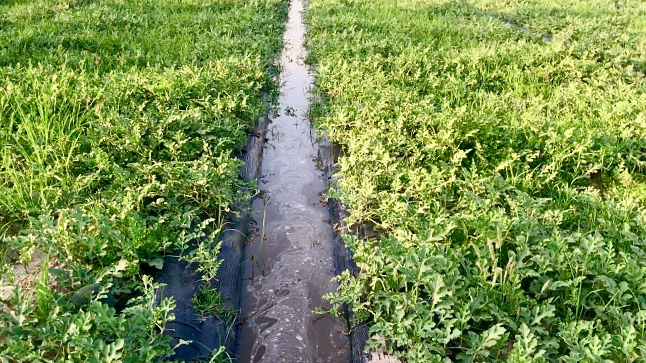 Irrigating and Fertilizing our Watermelon Field | Watering Watermelons