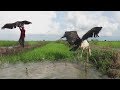 Traditional Biggest Bird Trapping in Cambodia - How To Make Biggest Birds Trap Cambodia
