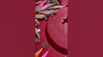 Cơ sở sản xuất tôm câu mực lá