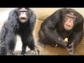 Funny Chimp, So Human Like |  Apes of the planet | ANIMAL LIFE