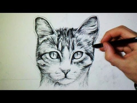 Carton à Dessin De Marlène Etude Chat Fusain Et Pastel Sec