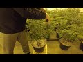 Defoliating Techniques.