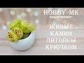 Суккуленты или живые камни литопсы крючком (авторский МК Светланы Кононенко)