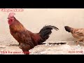 Rooster love part no 8  village animals 