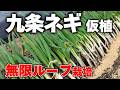 【九条ネギ】3月末に絶対やるべき若返りの儀式!ネギ坊主をリセットして無限ループ栽培へ