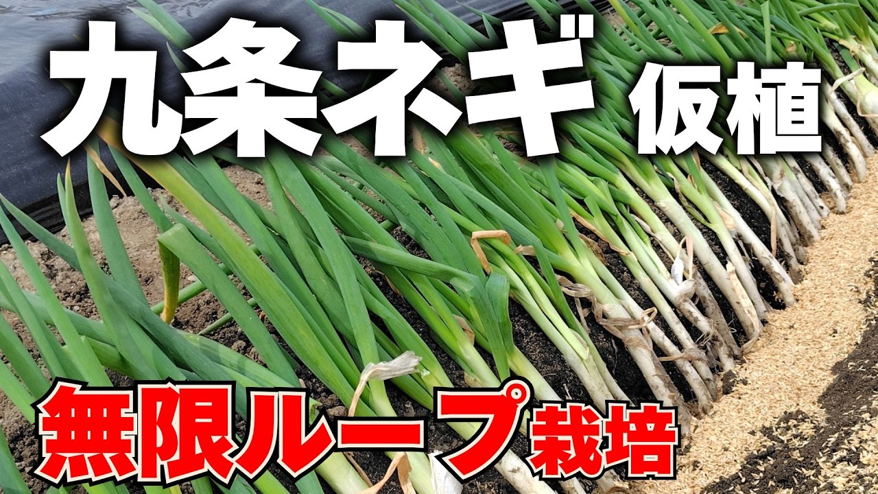 Kujo Leeks] A must-do rejuvenation ritual at the end of March