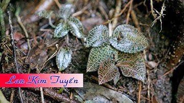 Bắt gặp Lan Kim tuyến trên rừng Hoàng Su Phì