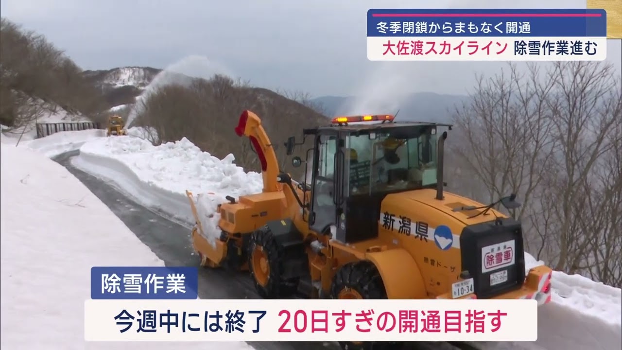 山の遅い春告げるフキノトウ 大佐渡スカイラインで除雪進む【新潟